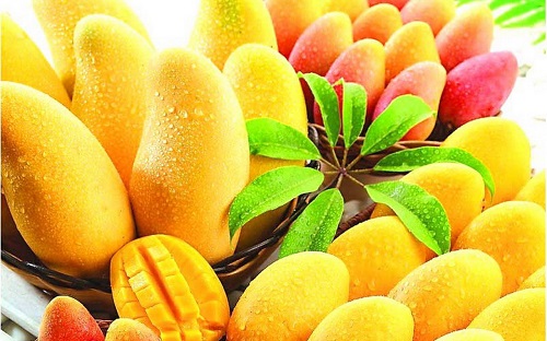 Michoacan is out to get Global GAP certification for its mango orchards