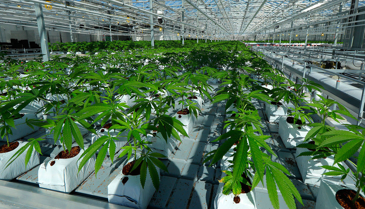 San Diego creates new marijuana business regulatory agency
