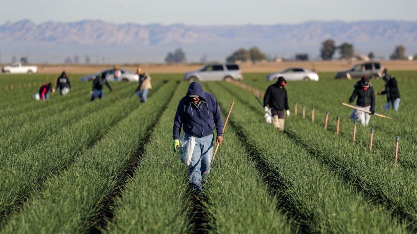 California agriculture industry could lose US$8.6 billion due to coronavirus pandemic
