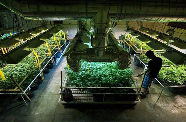 new-mexico-medical-marijuana-industry-booming-during-pandemic-mexiconow