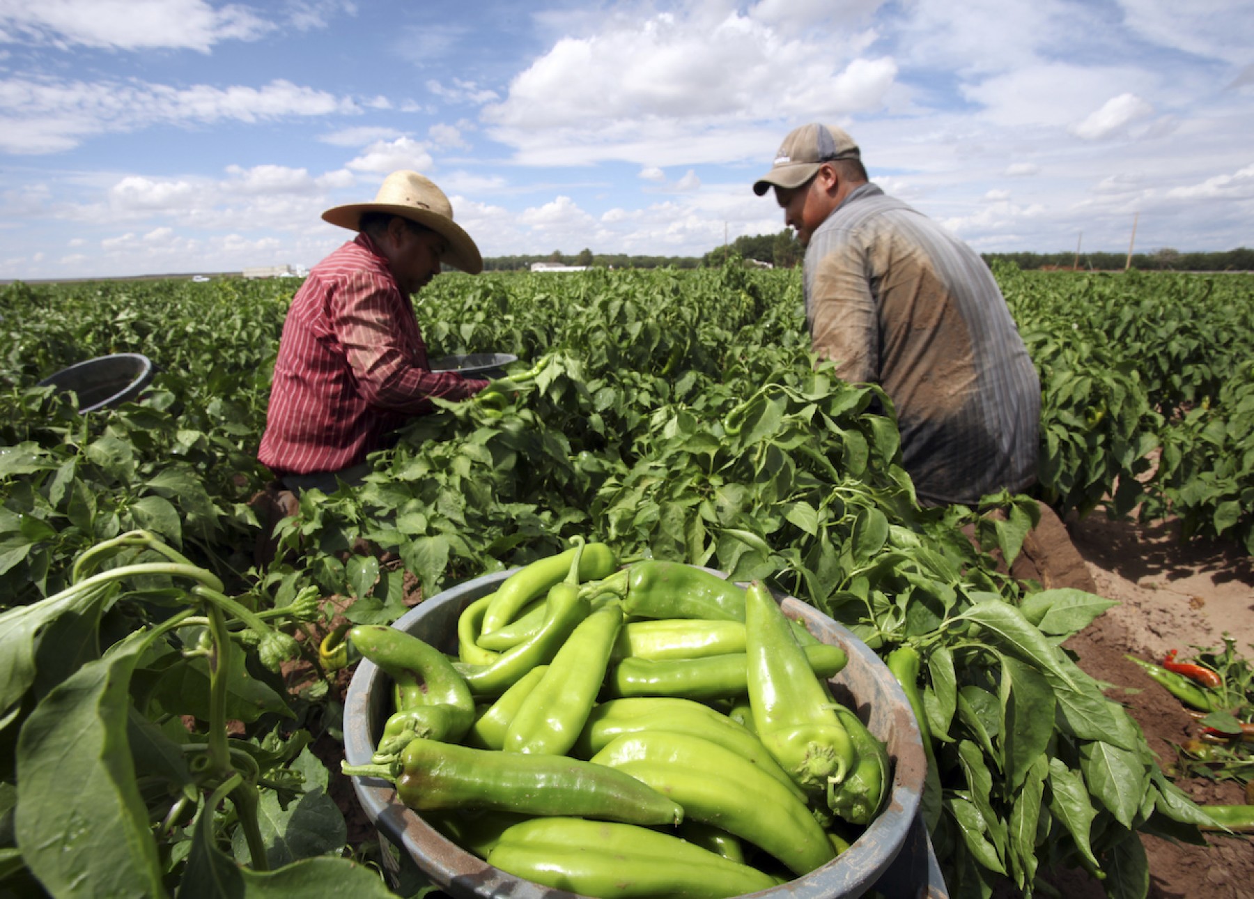 Restrictions On Mexican Agricultural Products Could Lead To A Trade War 