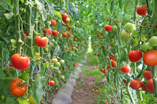 Tomato and chili seizures increased at border bridges