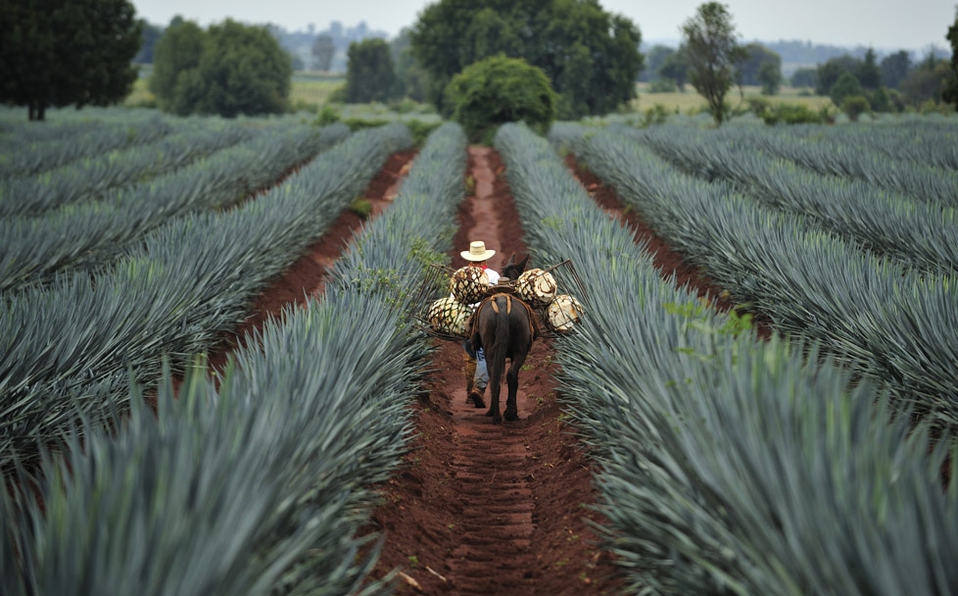 Tequila dodges pandemic: production and exports increase
