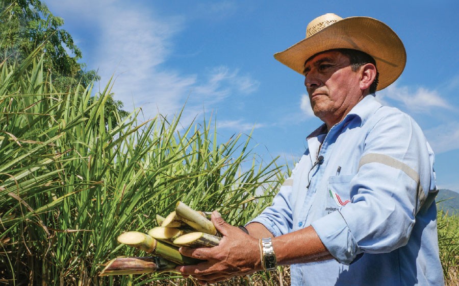 Mexican sugar industry will have limited exports