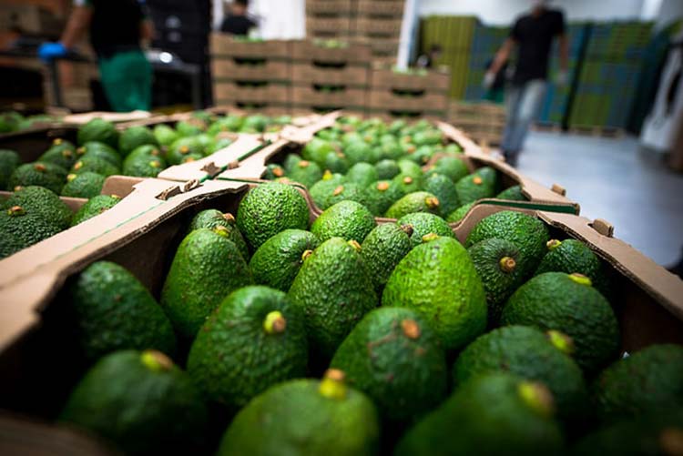 Jalisco resumes negotiations for the export of avocado