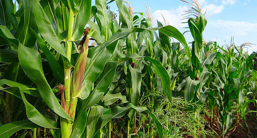 Corn production falls by 30% in Mexico