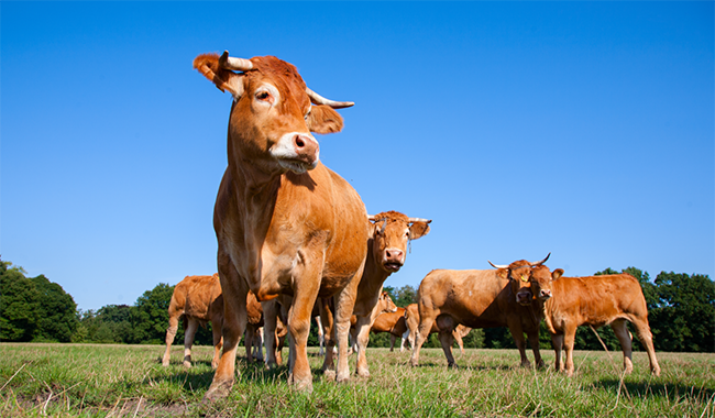 San Luis Potosi ranchers start exporting to the U.S.