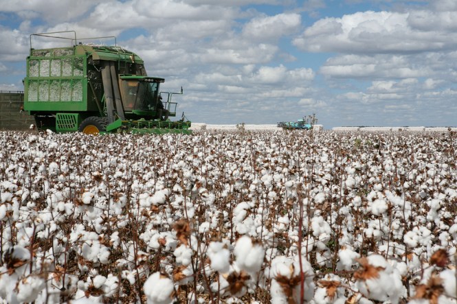 Cotton production in Mexico plummets by 33%