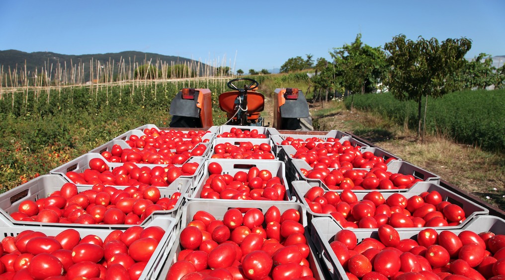 Mexican tomato production grew by 9.5% in the last decade