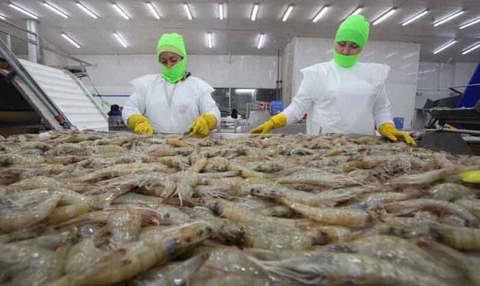 United States certifies Mexico for shrimp exports