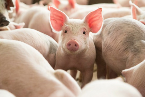 Pork production in Mexico increases by 2%.