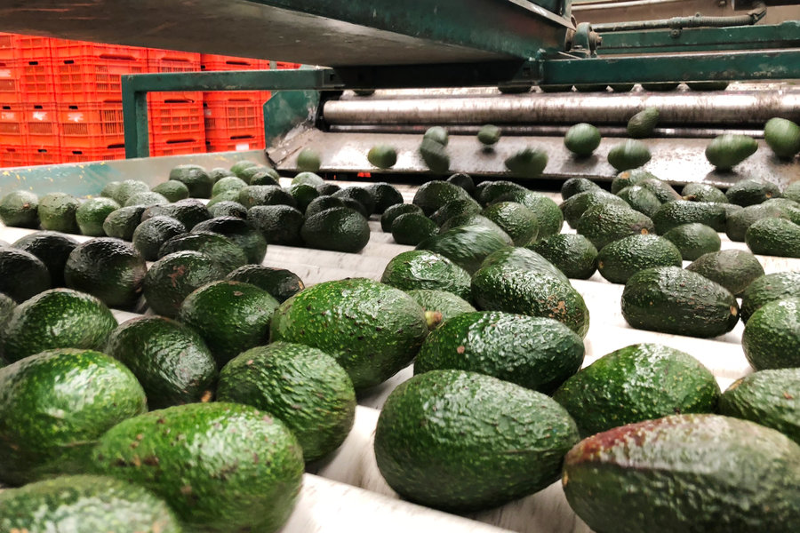 Jalisco would export 5,000 tons of avocado per week to the U.S.