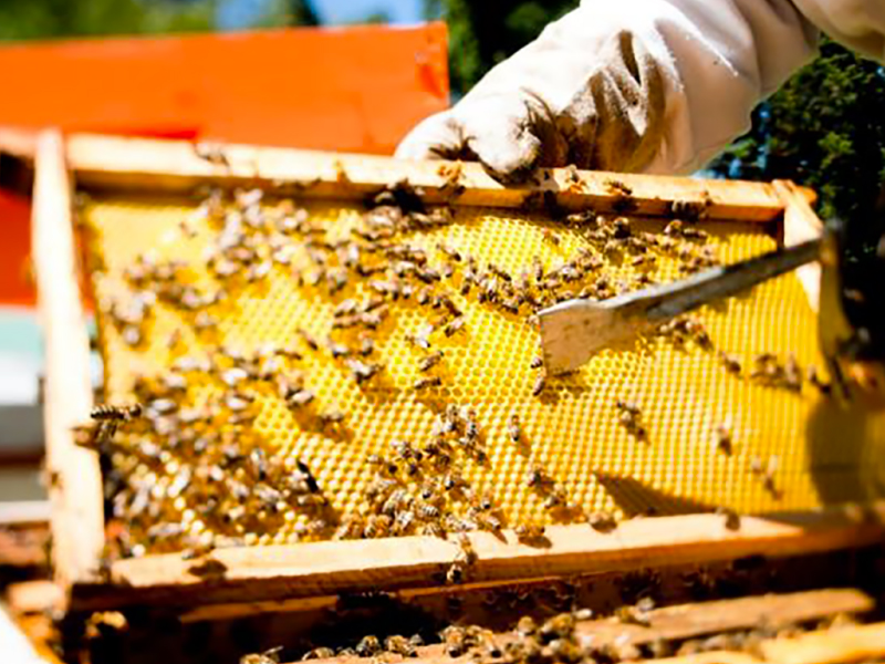 Mexico forecasts higher honey production