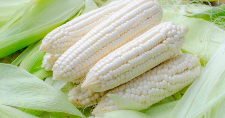 Mexico announces temporary 50% tariff on white corn exports