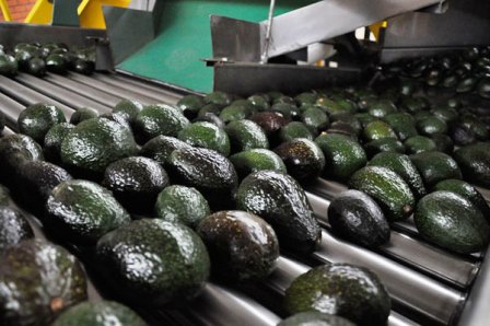 Michoacan and the United States seek to strengthen the avocado industry