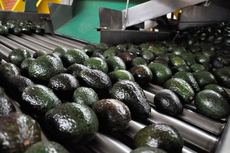 Michoacan and the United States seek to strengthen the avocado industry ...