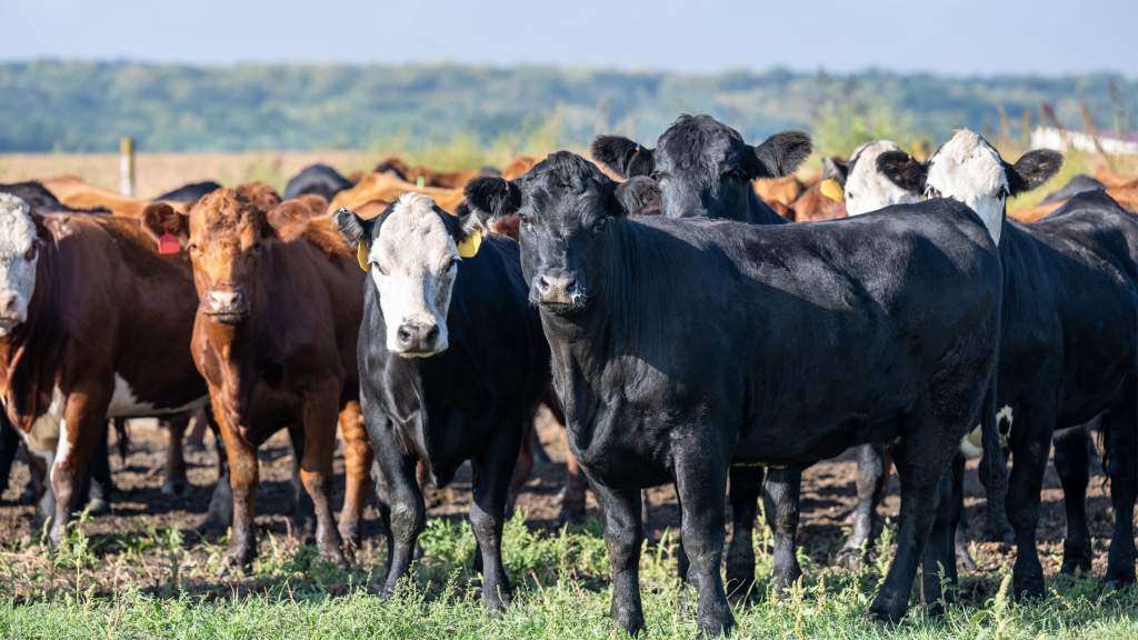 Chihuahua Backs Biosecurity Measures to Contain Cattle Pest Outbreak