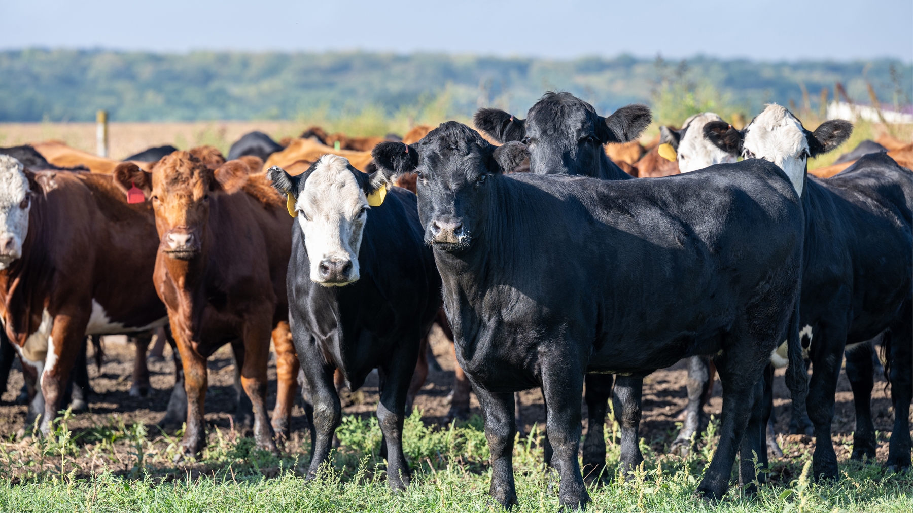 Chihuahua Backs Biosecurity Measures to Contain Cattle Pest Outbreak
