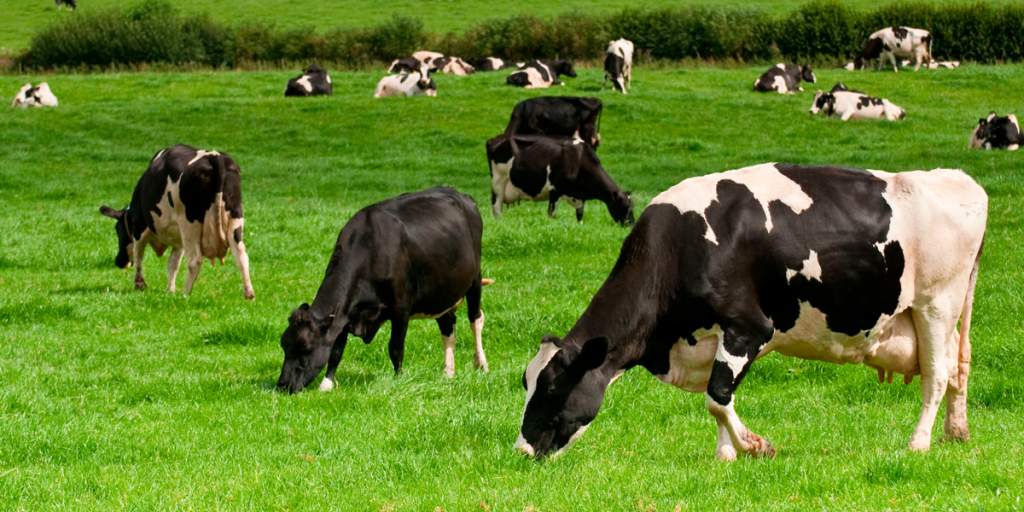 Mexico and U.S. Ramp Up Border Surveillance to Combat Screwworm Outbreak