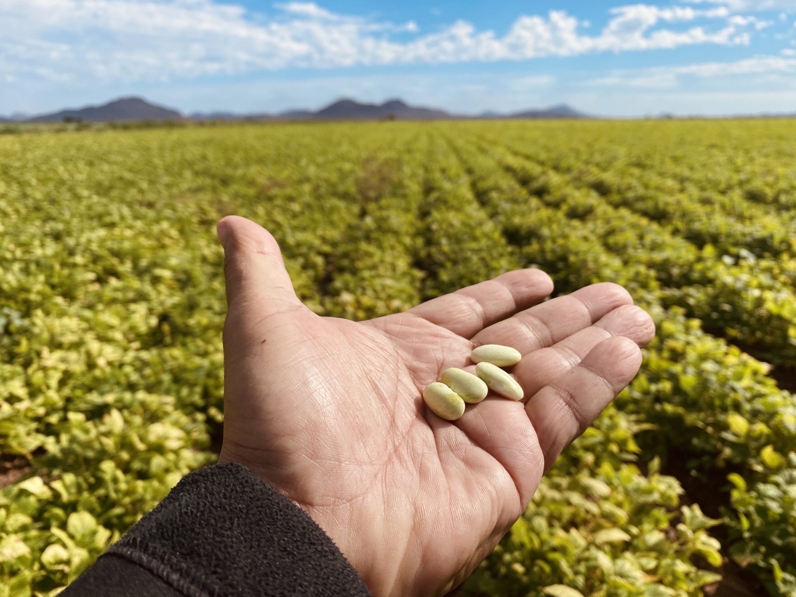 Zacatecas farmers defend bean prices