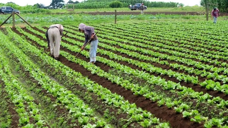 Mexico faces potential agricultural inflation