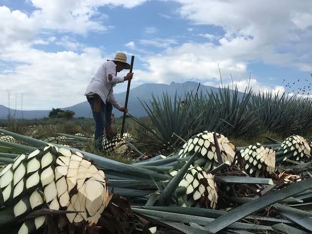 SADER predicts a historic year for tequila exports