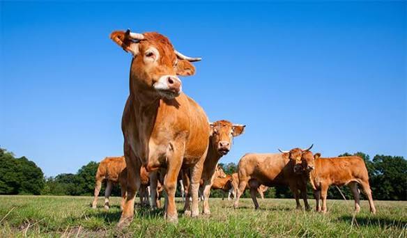 Ban on Mexican Livestock in the United States Lifted