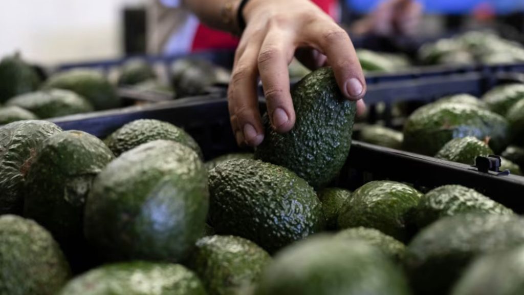Michoacán wants to resume avocado certification.