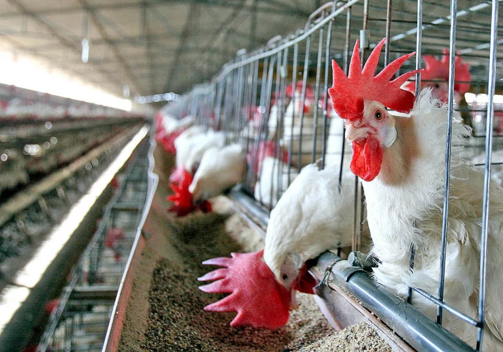 Jalisco Seeks Brazilian Poultry Industry Partnerships