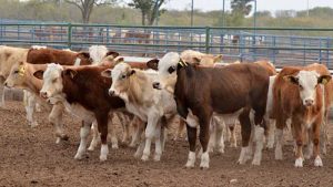 Expectations Among Mexican Cattle Ranchers as the U.S. Reopens.