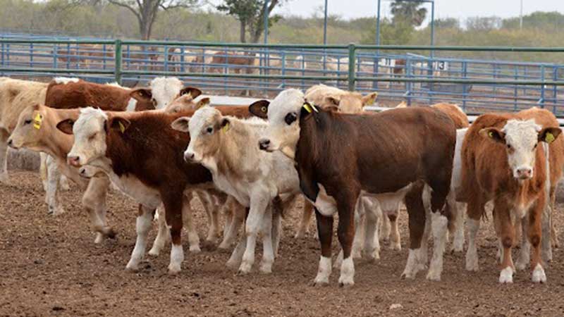 Expectations Among Mexican Cattle Ranchers as the U.S. Reopens.