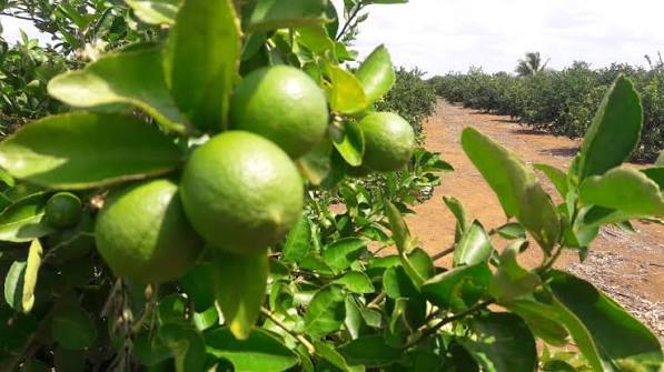 Tons of Veracruz lemons on their way to the U.S. and Russia
