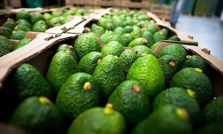 Morelos Exports Tons of Avocados to Dubai