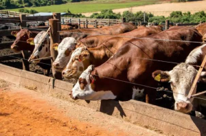 The U.S. will resume imports of Mexican cattle.