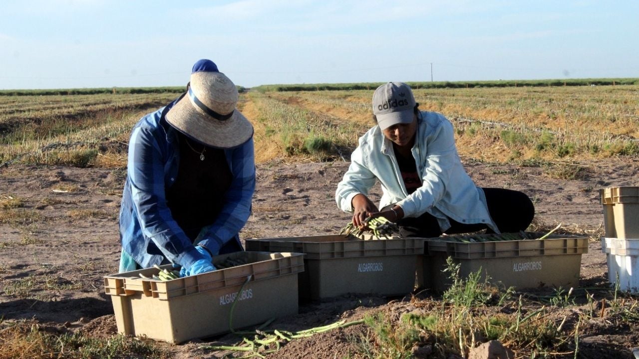 Baja California Sur Invests US$742,000 in Agriculture