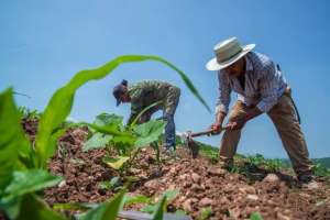 Agricultural exporters in Jalisco are preparing for labor certification