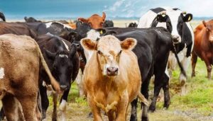 Chihuahua Resumes Cattle Exports with USA