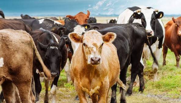 Chihuahua Resumes Cattle Exports with USA