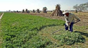 Conagua Invests in Michoacán Agriculture