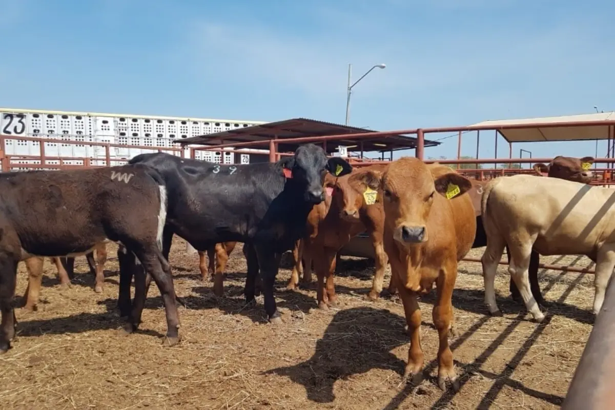 Tamaulipas Invests US$859,100 in Livestock Genetics